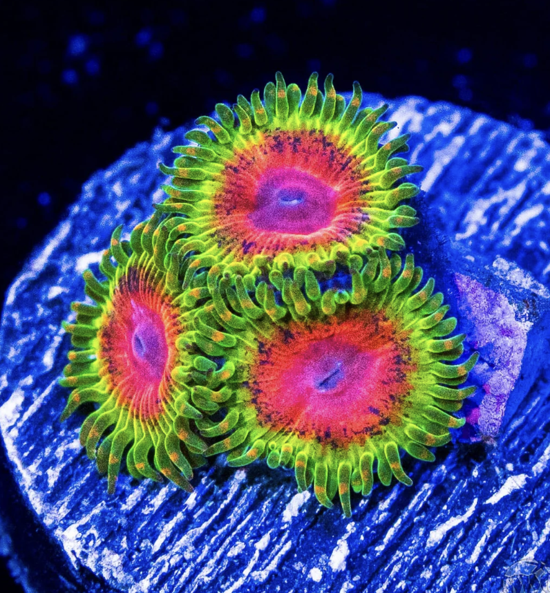 Awesome Blossom Zoanthids Frag