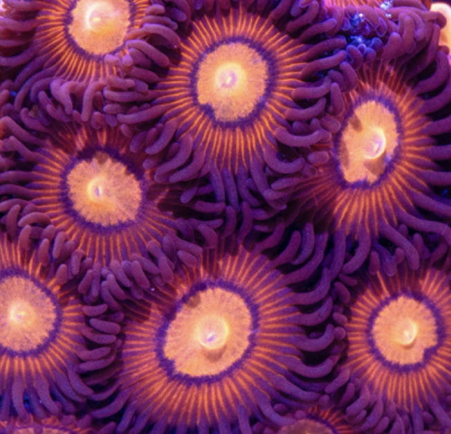 Eye Of Sauron Zoa Frag